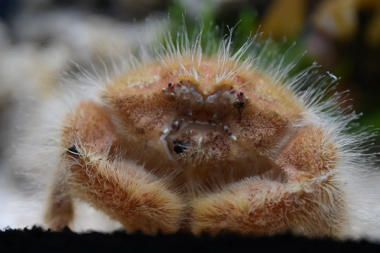 The Two Oceans Aquarium has welcomed a new arrival – the shaggy sponge crab