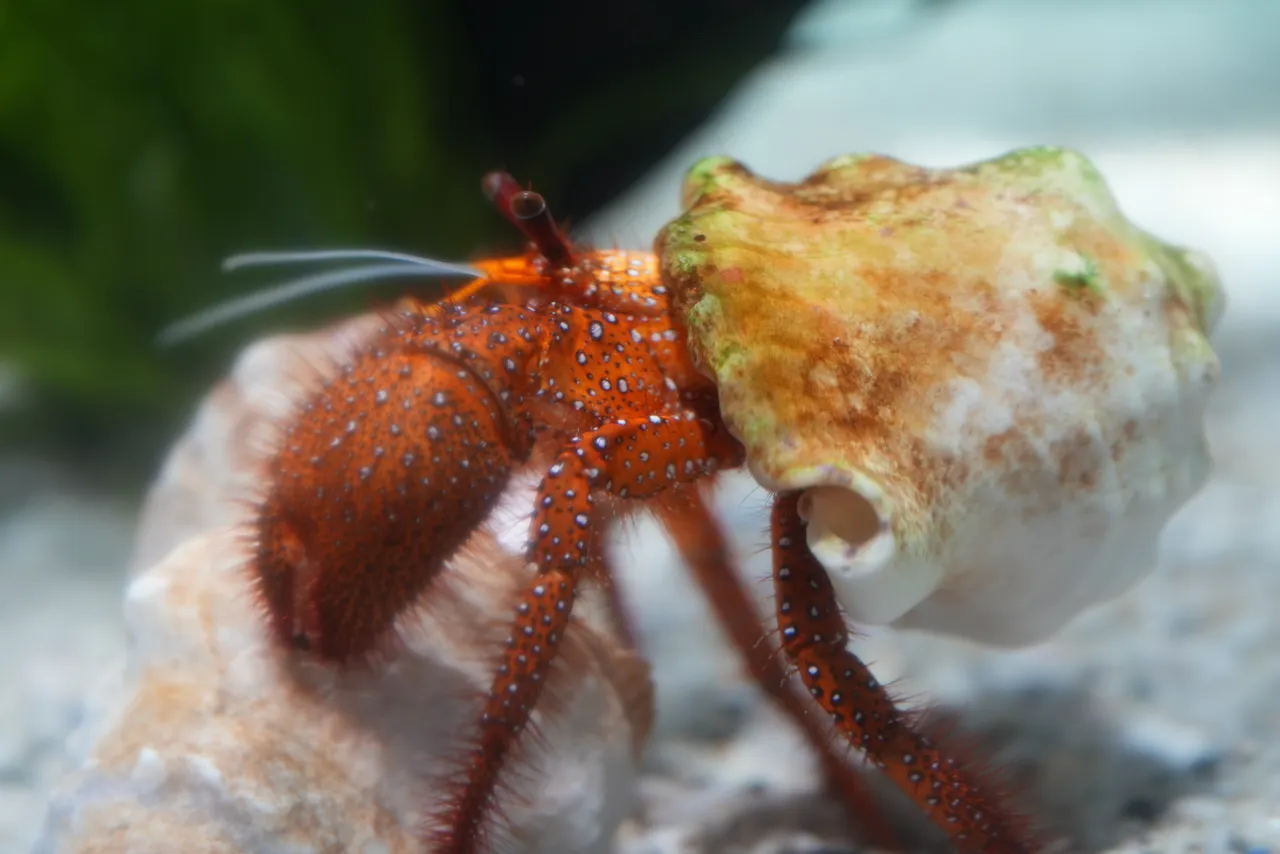 Giant spotted hermit crab
