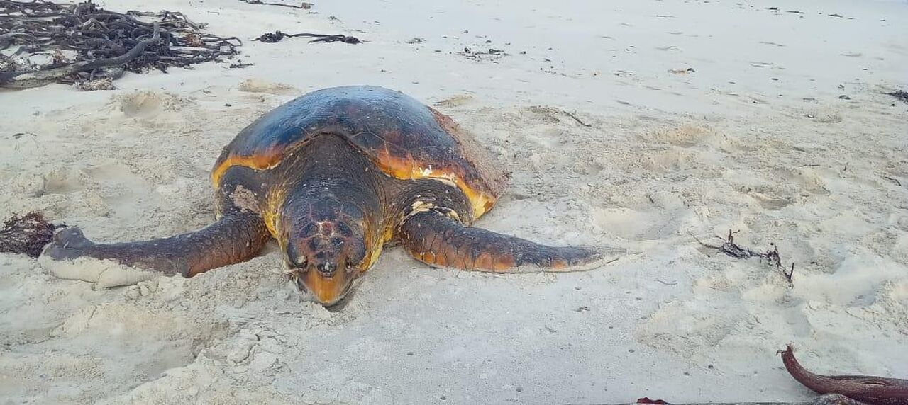 Our Turtle Rescue Network urges beachgoers to follow protocol for stranded turtles
