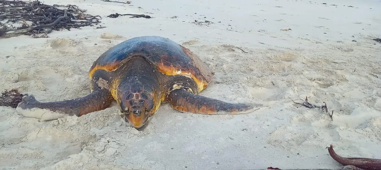 Our Turtle Rescue Network urges beachgoers to follow protocol for stranded turtles
