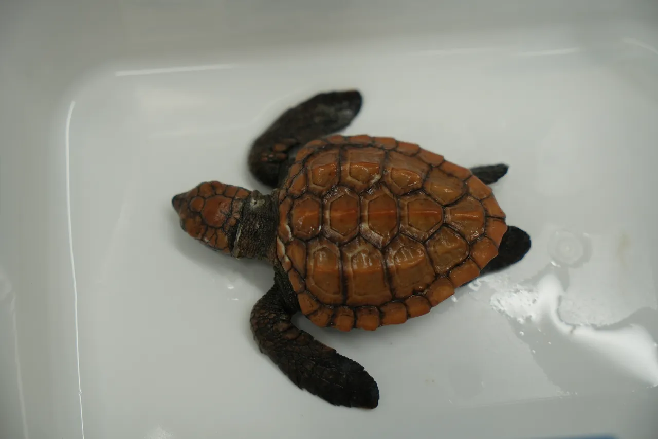 Turtle stranding season: What you need to know