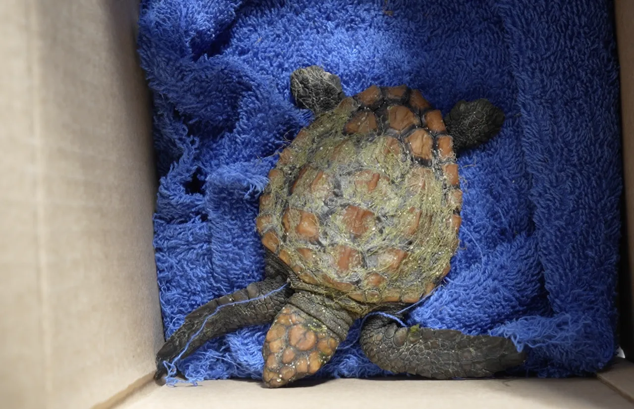 What is turtle stranding season, and how can I help?