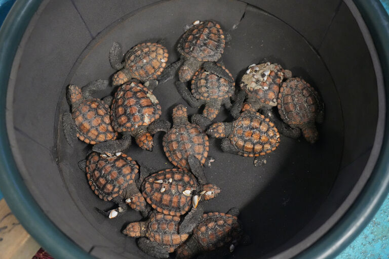 Two Oceans Aquarium Foundation | What is turtle stranding season, and…