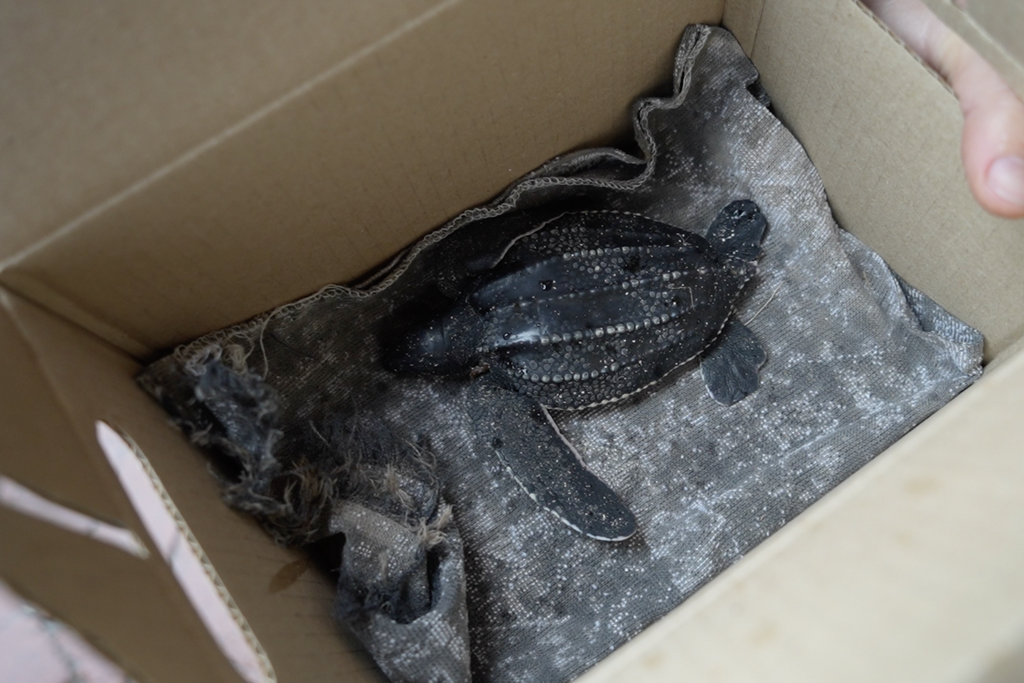 Two Oceans Aquarium Foundation | What is turtle stranding season, and…