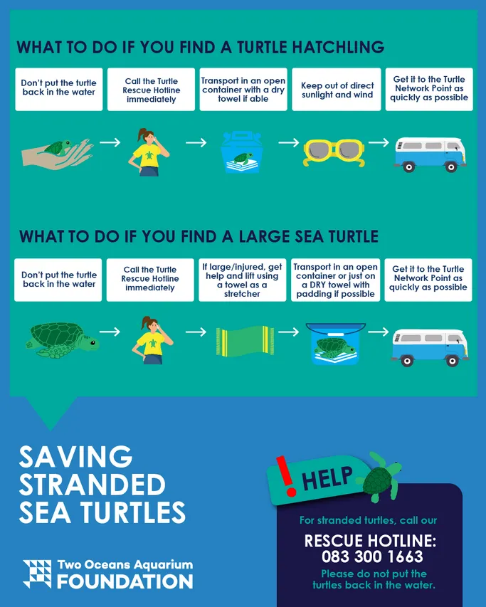 SAVING STRANDED SEA TURTLES