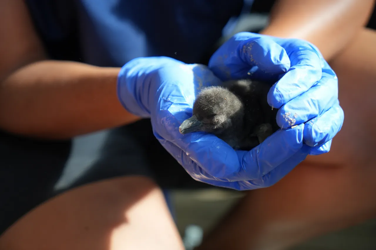 Egg-citing news: Our African penguins have had chicks!