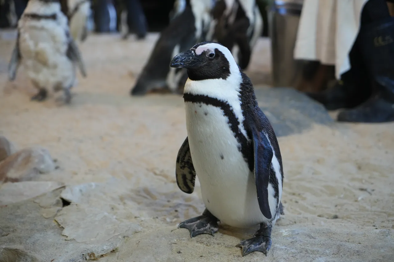 African penguin