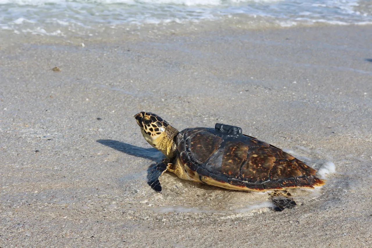 Listening for turtles: The importance of acoustic tagging as a tool for conservation