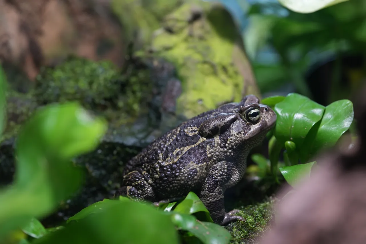 Hoppy Frog Day: Meet the amphibians at the Two Oceans Aquarium