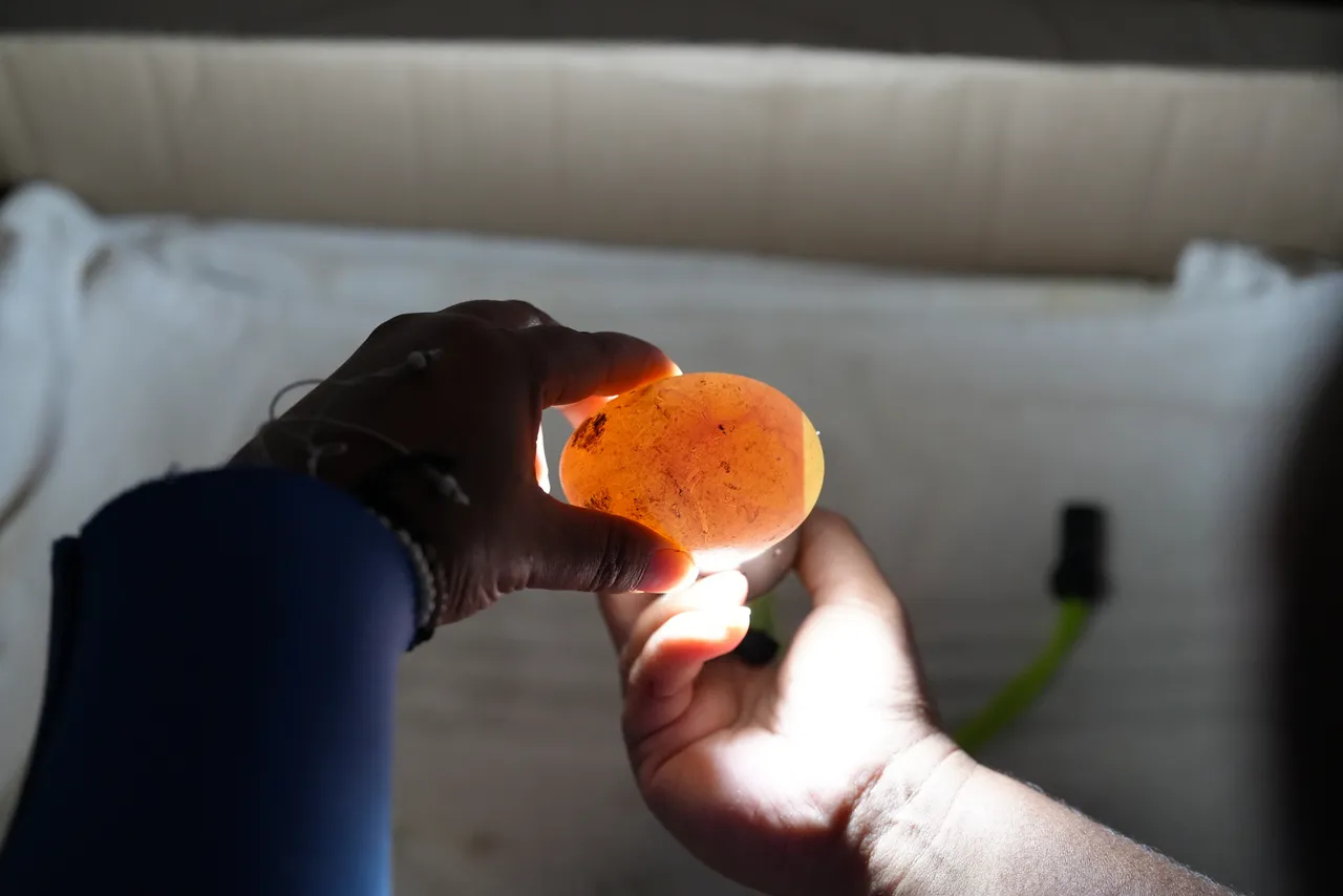 Shell we talk about candling: How the Two Oceans Aquarium monitors penguin egg health