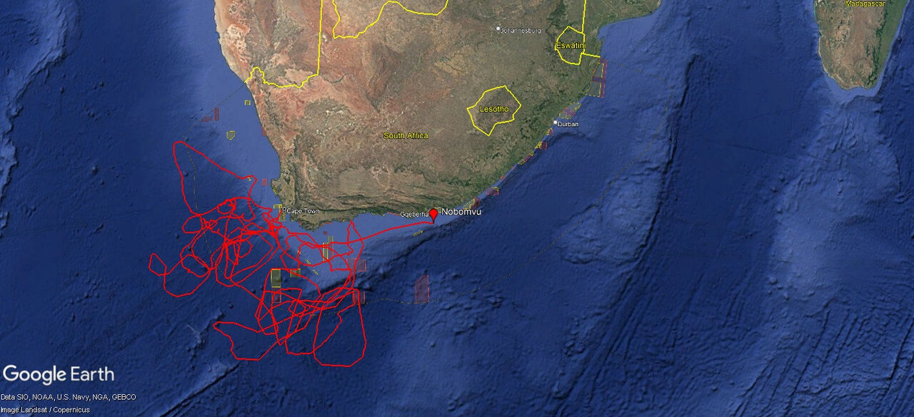 Tracking our turtles: Nobomvu has changed course