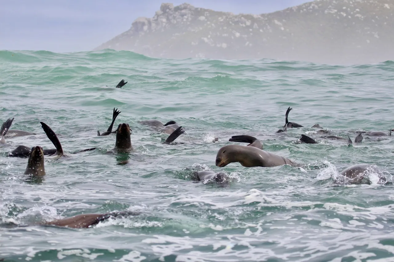 The Two Oceans Aquarium and City of Cape Town work together to help seals in distress