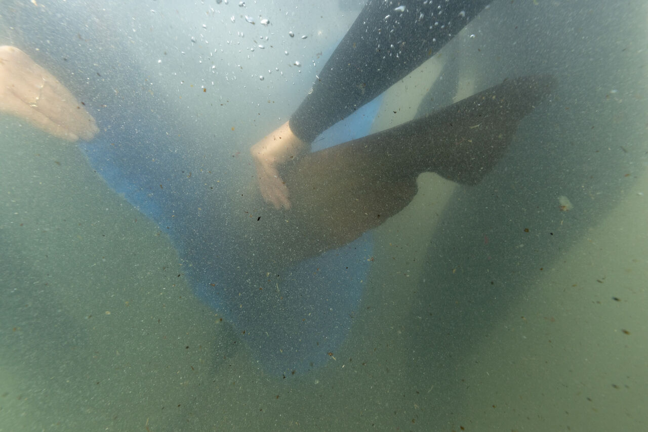 The Two Oceans Aquarium released Gen, the ragged-tooth shark, into the open ocean in Struisbaai