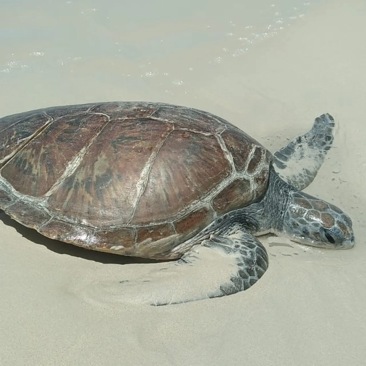 E4 B07477 EAF6 461 B A771 8 BA50 B00 AD05