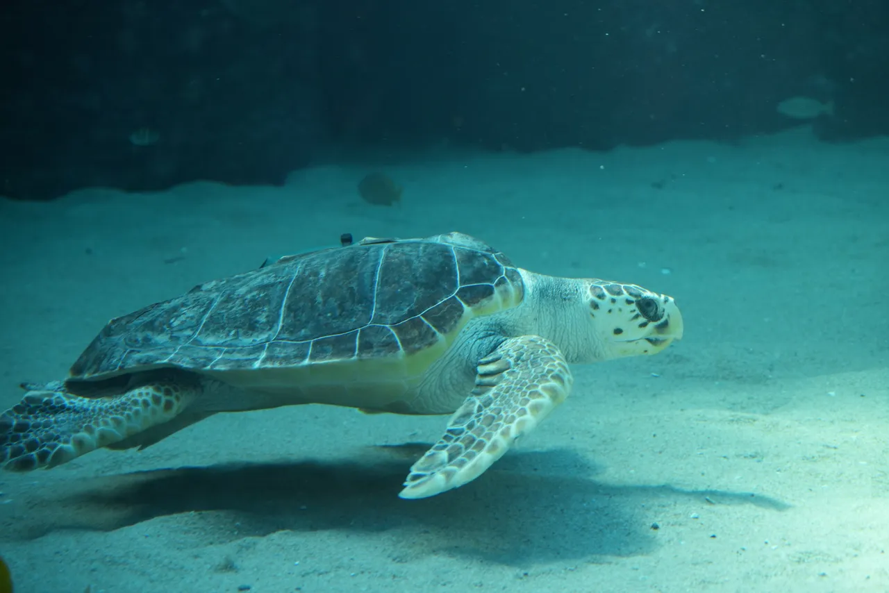 Welcome Kai to the I&J Ocean Exhibit