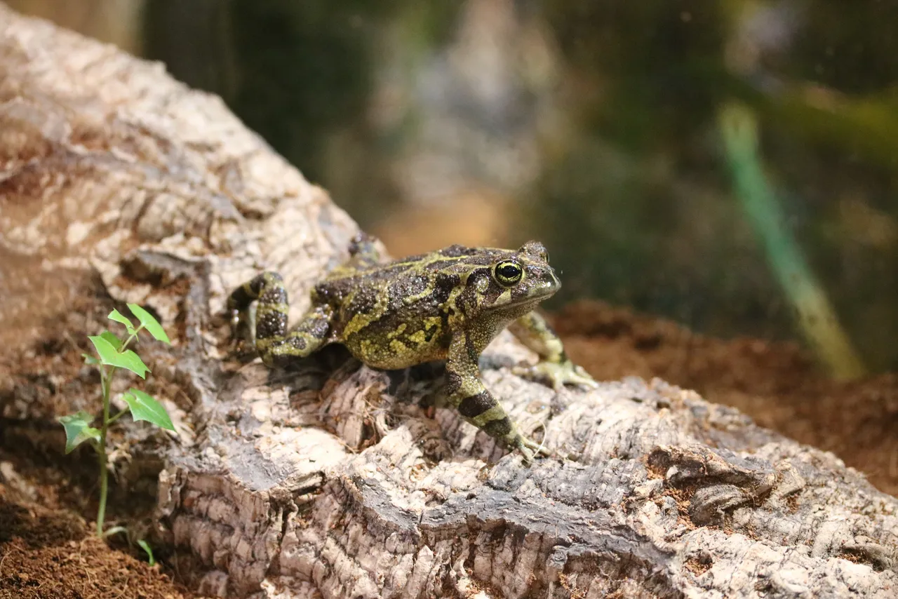 Lego: The tiny toad with a terrific survival story