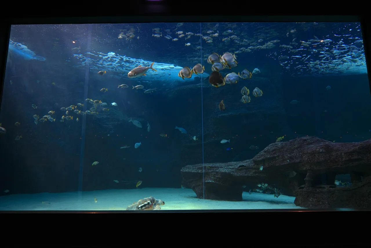 5 amazing animals in the I&J Ocean Exhibit!