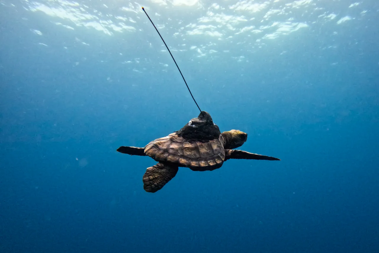 Nats Dos Santos515546