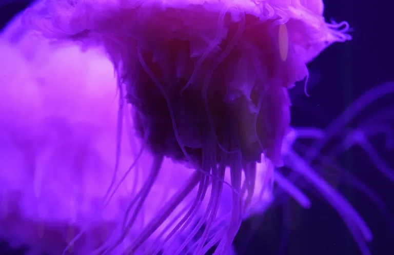 Jellyfish