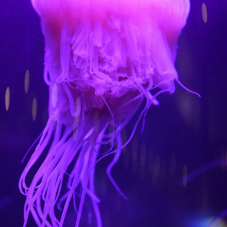 Jellyfish