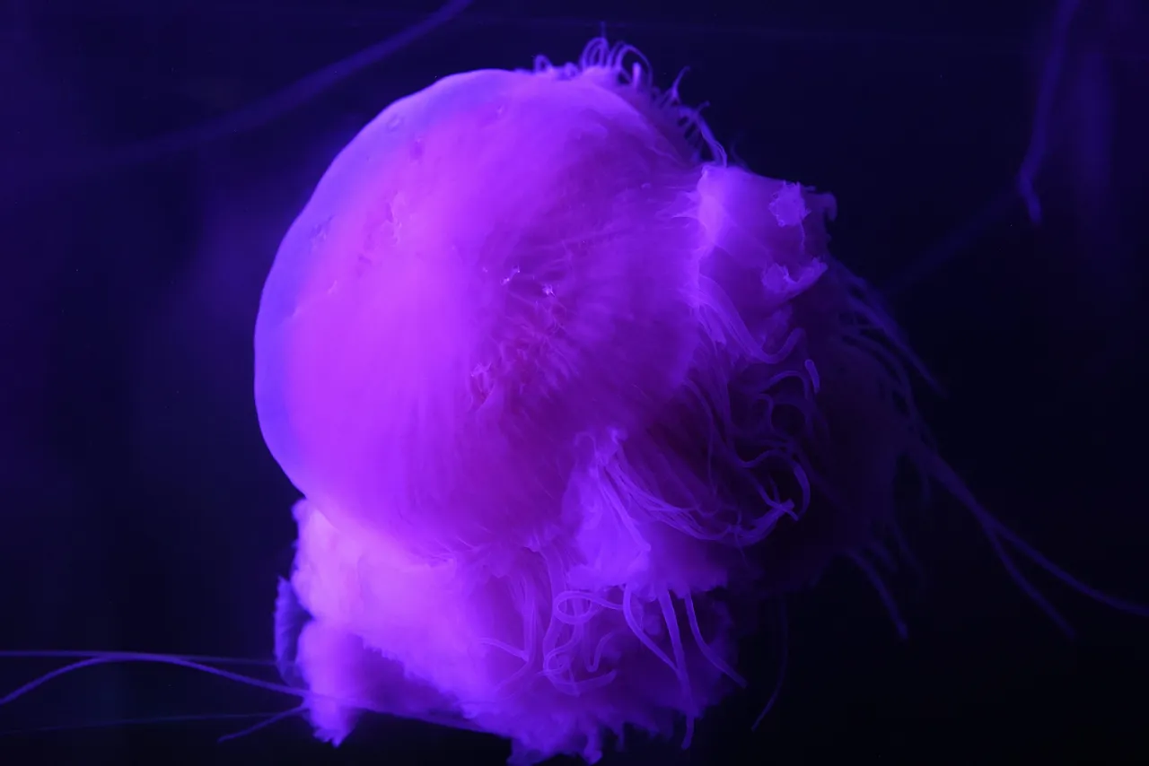 For the first time in six years, the Two Oceans Aquarium’s Jelly Gallery is housing multiple pink meanies!