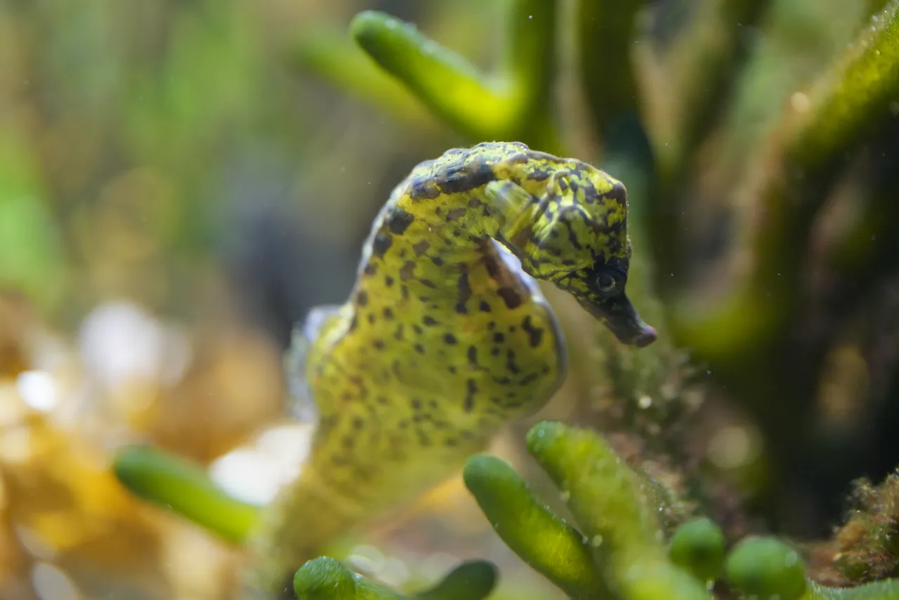 Knysna seahorse