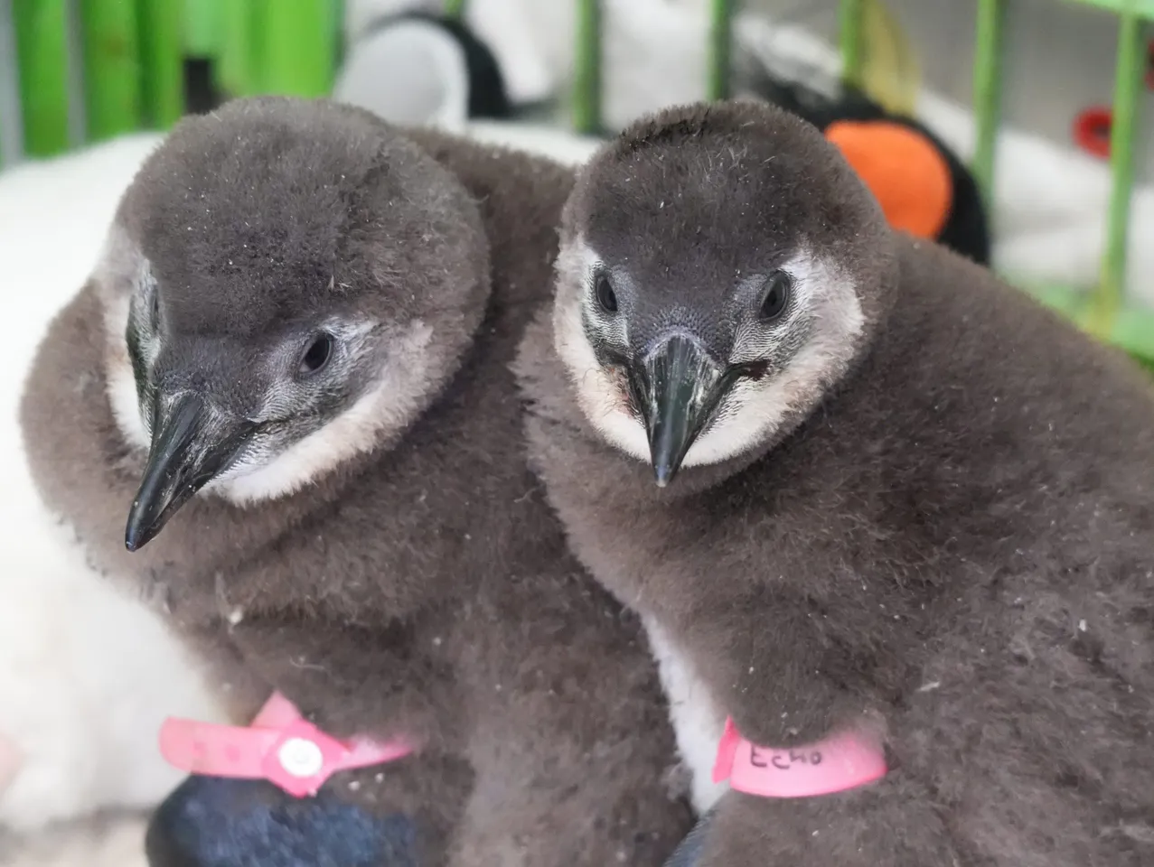 Celebrating our African penguin chicks’ journey on World Penguin Day