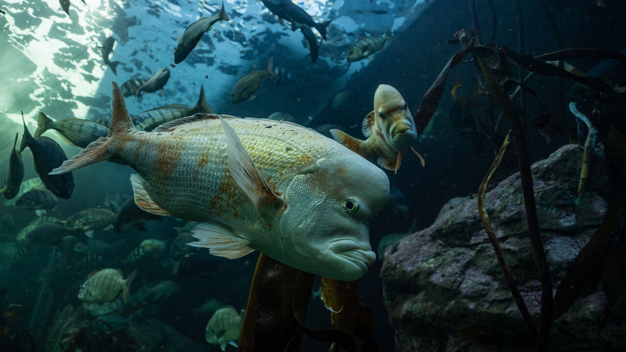 Happy Endangered Species Day from the Two Oceans Aquarium!