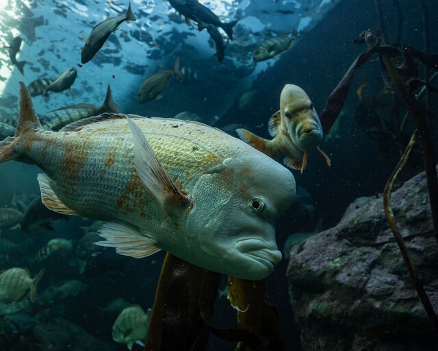 Happy Endangered Species Day from the Two Oceans Aquarium!