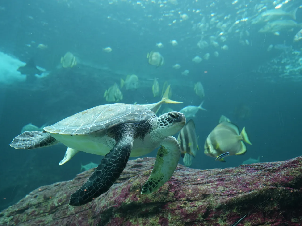 Turtles