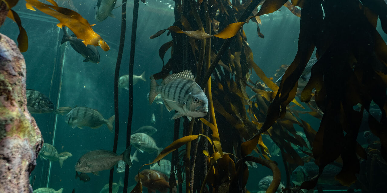 Construction at the Two Oceans Aquarium: FAQ