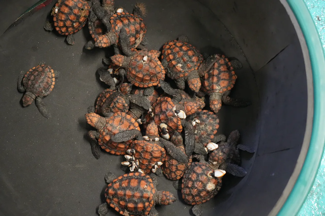 Happy Turtle Day: How our Turtle Conservation Centre saved 606 turtle hatchlings in 2024