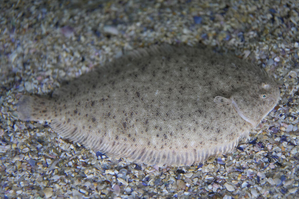 Two Oceans Aquarium | East coast sole