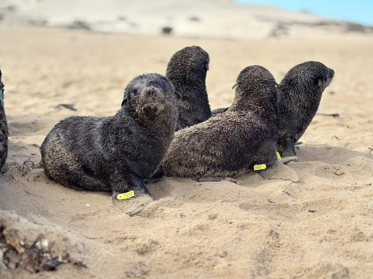 Teamwork in action: Our Marine Wildlife team looks back on seal tagging fieldwork in Kleinzee