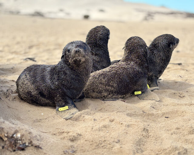 Teamwork in action: Our Marine Wildlife team looks back on seal tagging fieldwork in Kleinzee