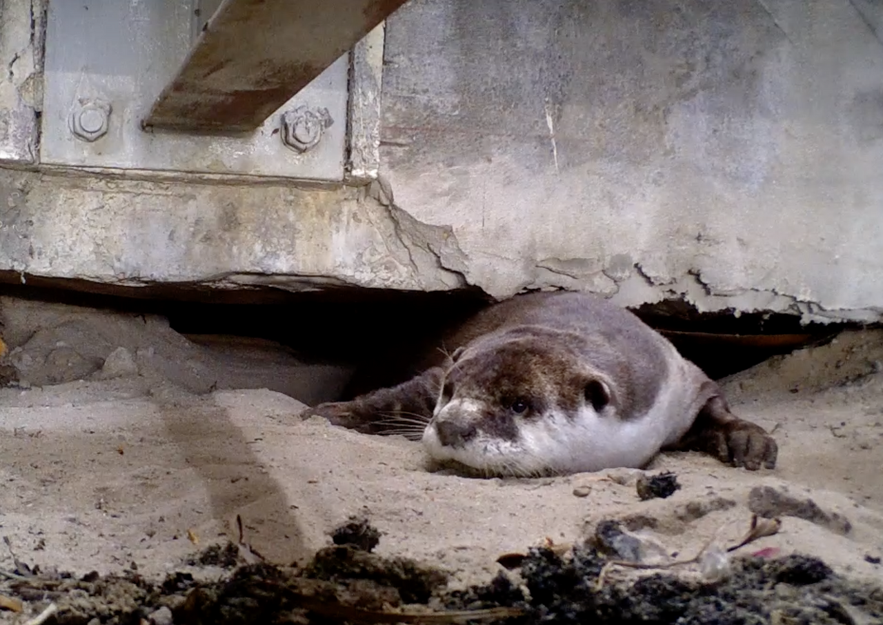 Happy Otter Day: Learn about the Cape clawless otter with Wildlife Monitor Abdullah Abrahams