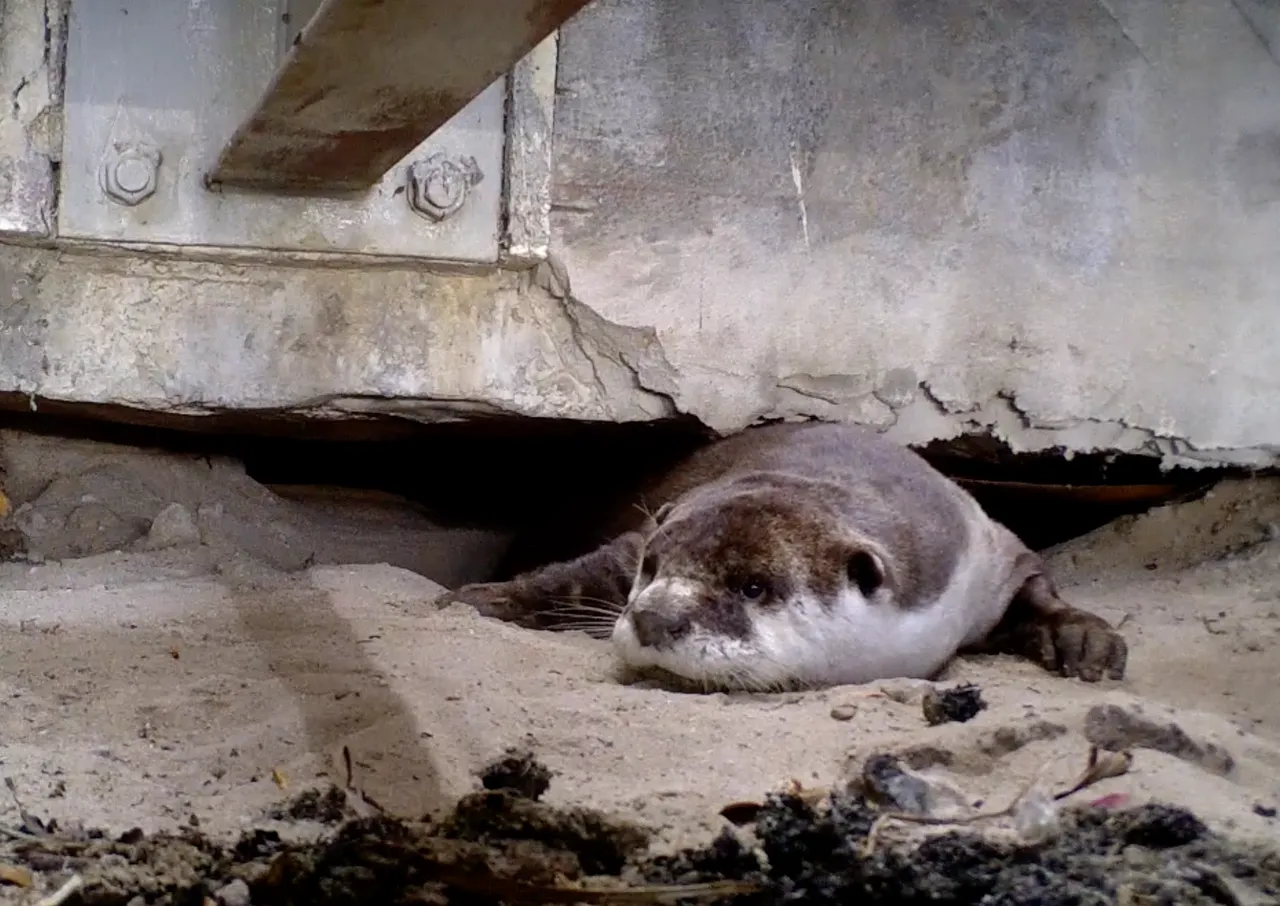 Happy Otter Day: Learn about the Cape clawless otter with Wildlife Monitor Abdullah Abrahams