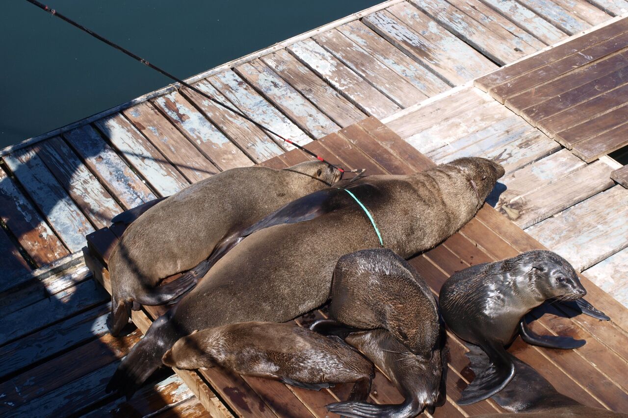 Entangeled seals 035