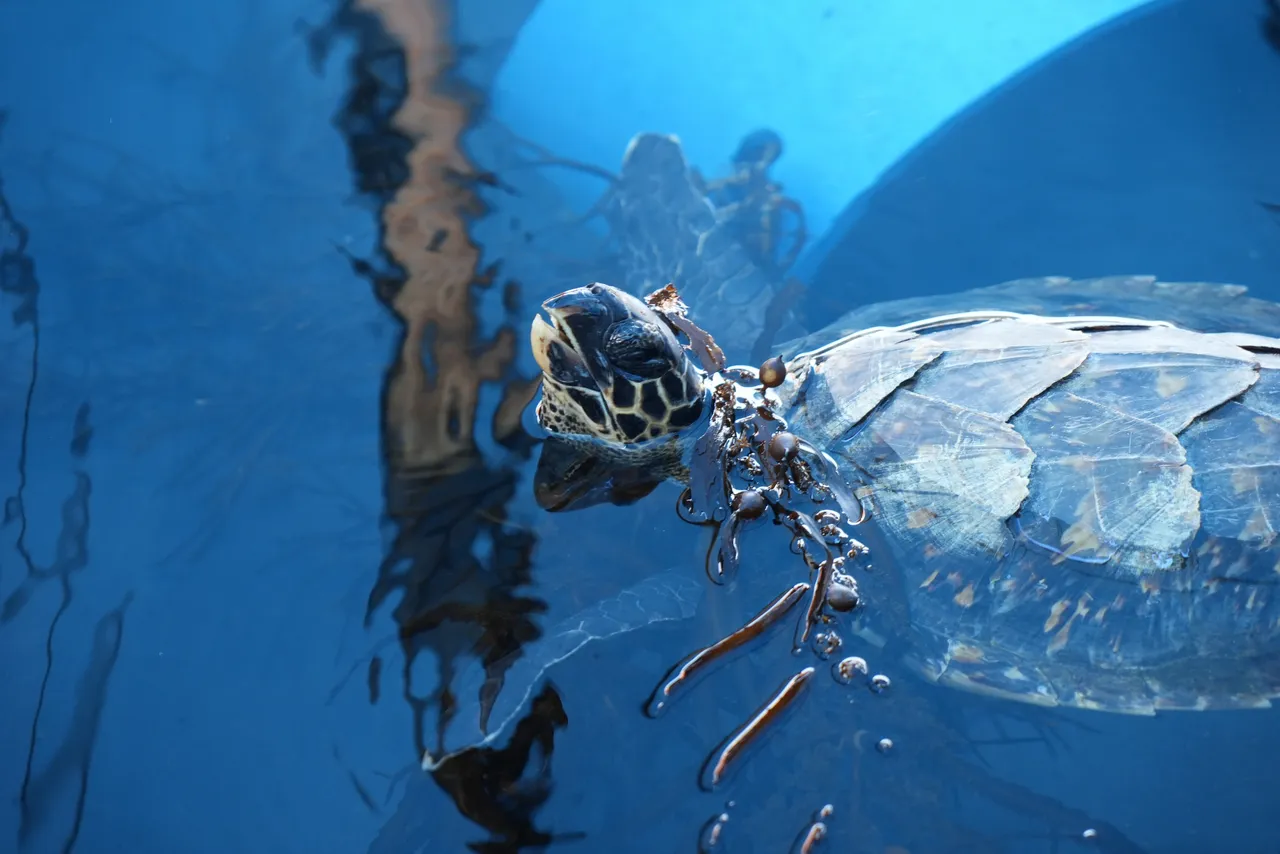 Welcome to our new hawksbill turtle, Mangaliso!