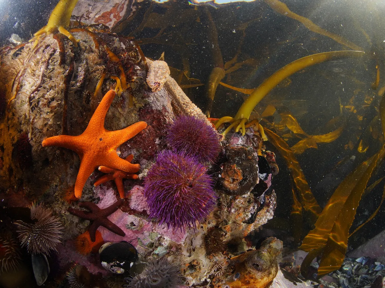 Tagged fish research shows how our Marine Protected Areas are saving the species