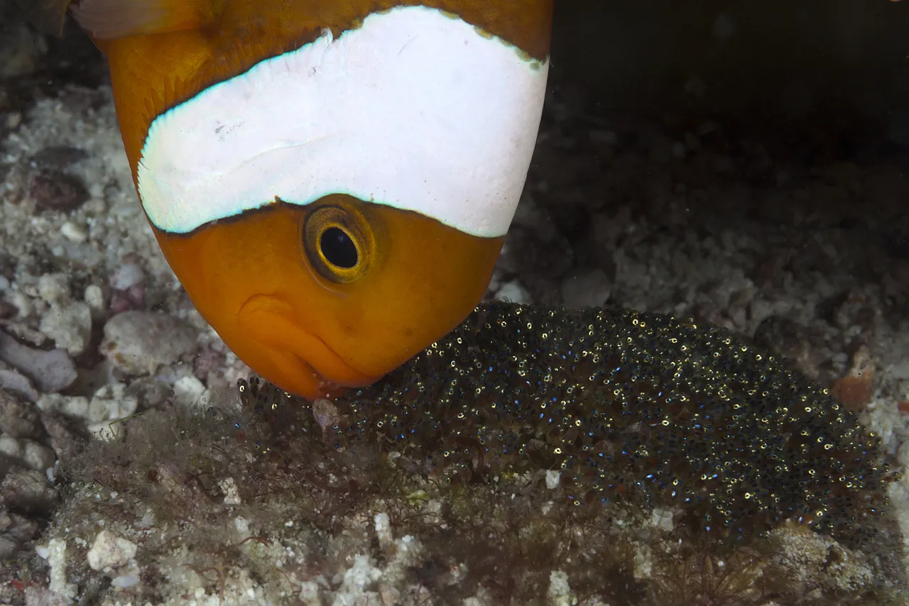 Meet the ocean's best dads (take two!)