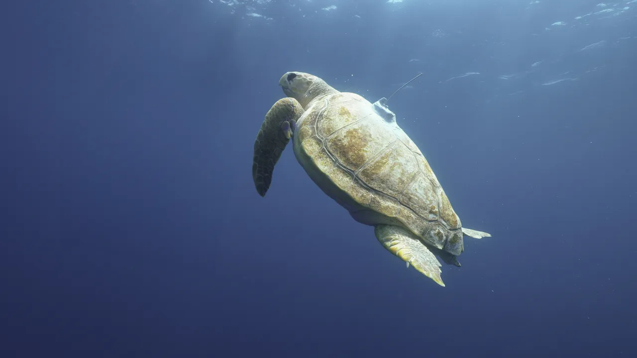 Nobomvu, the loggerhead turtle’s final tracking update