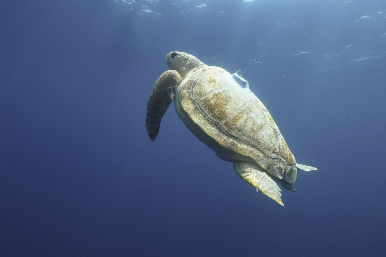 Turtle Release Devin Trull6