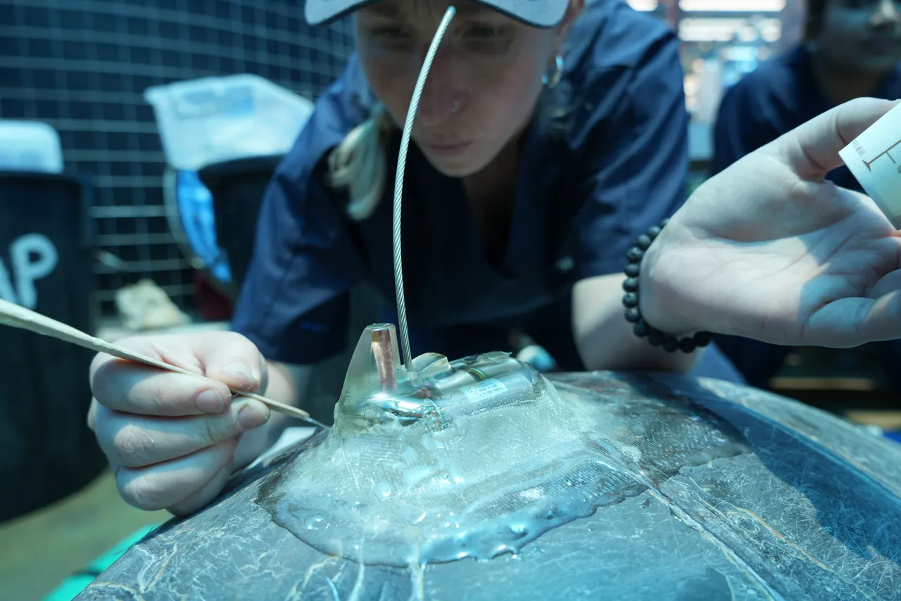 How we tag the turtles for release at the Turtle Conservation Centre