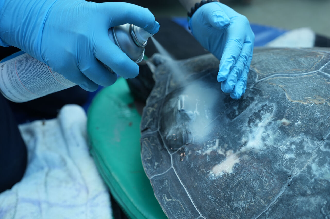Two Oceans Aquarium | How we tag the turtles at the Turtle…