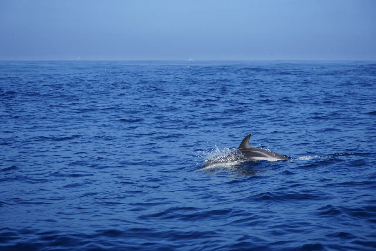 What the Two Oceans Aquarium learned from 2025's United Nations Ocean Conference