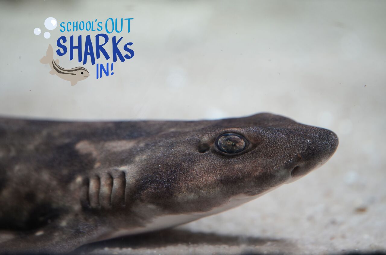Learn about shysharks this school holiday