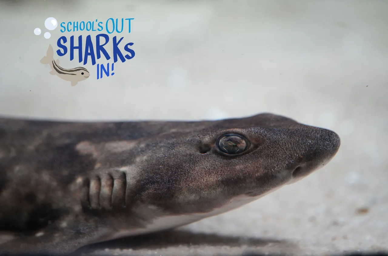 Learn about shysharks this school holiday