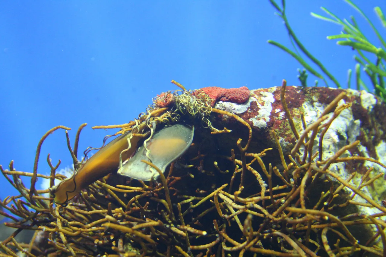 Mermaids purse D Warmerdam