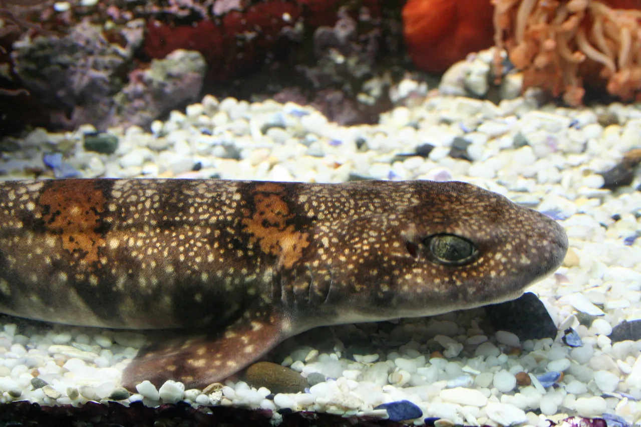 Puffadder shyshark D Warmerdam